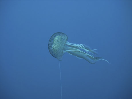 A mauve stinger at 9m