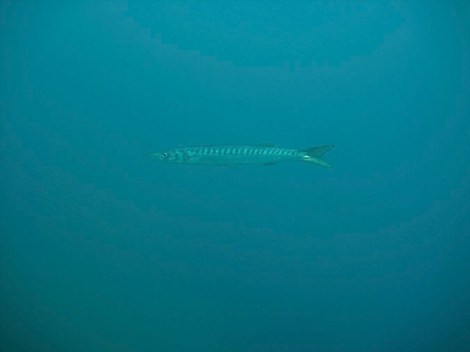 A lone barracuda swims by.