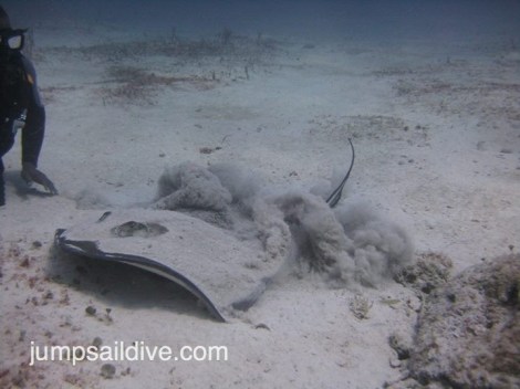 A giant ray