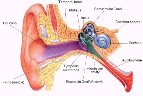 middle ear