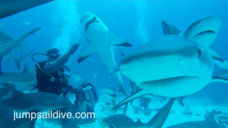 Feeding the sharks