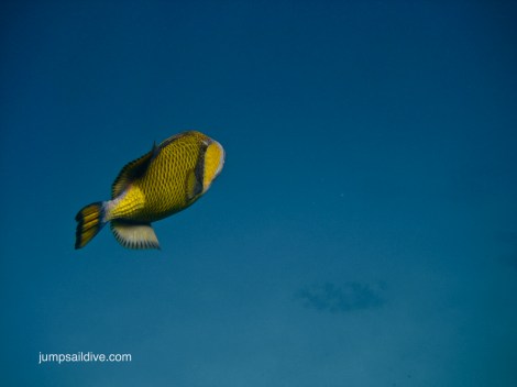 A lone tigger fish in the Red Sea