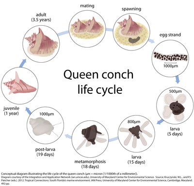 Queen Conch – A Bahamian delicacy | Jump - Sail - Dive