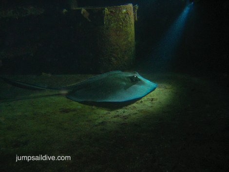 A fantastic stingray