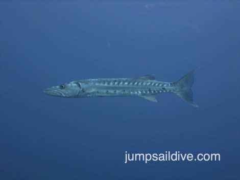 A mean looking barracuda stalks around the Edward Williams. 