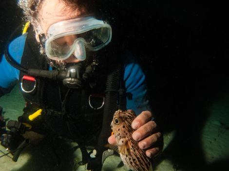 A diver holding a pufferfish. Something that you should not ever do. 