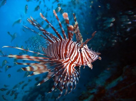 A lionfish my look beautiful but it should never be touched.