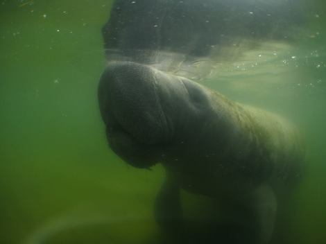 One of the manatees we encountered.