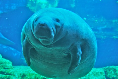 A manatee