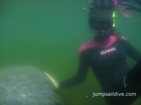Snorkelling with manatees in Crystal River