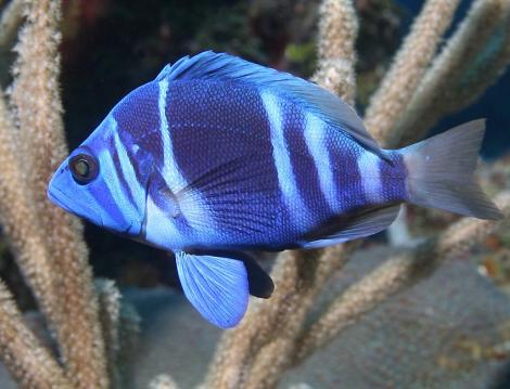 Do you know what fish this it? 