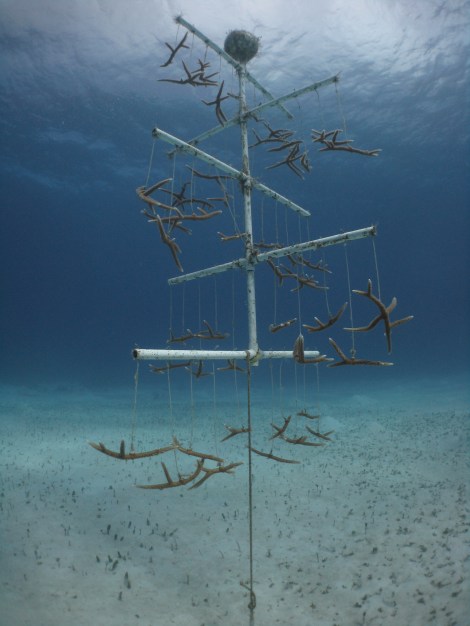 Staghorn Coral Tree Nursery at the James Bond Wrecks
