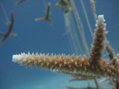 Closeup shot of some staghorn on the coral tree nursery