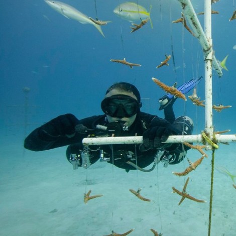 Me cleaning the corals