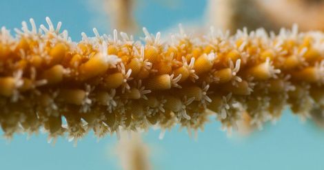 Taken by Eddy Underwater.  http://www.digitalseaweed.com/Site/home.html