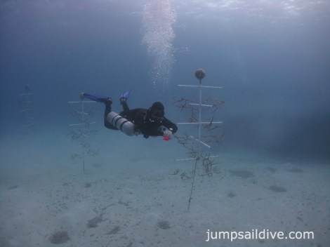 At the coral nursery