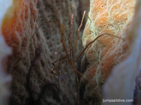 Arrowhead Crab in the sponge at the David Tucker wreck